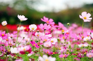 遇见花海 遇见美 遇见幸福 遇见你——三亚水稻公园公园