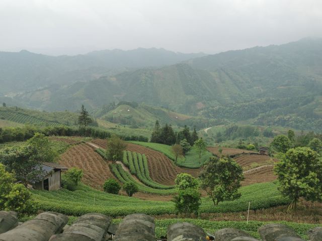 布央茶山旅游区旅行图片 12