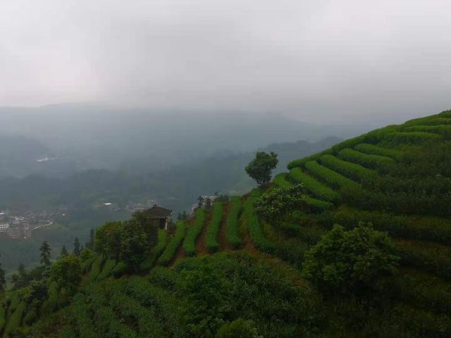 布央茶山旅游区旅行图片 2