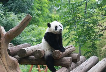 秦岭四宝科学公园一日游【秦岭动物四宝科学公园+烟火巷子】【所订车辆舒适，干净 ，时间、景点自由搭配】