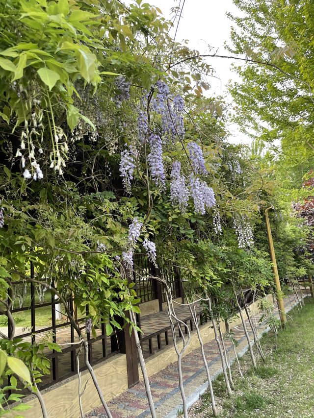 白云山山体公园旅行图片 3