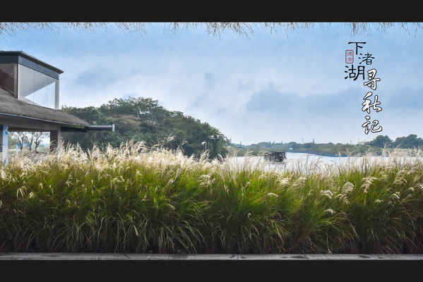 下渚湖寻秋记:天上鹭群飞,渚上梦花海,湖上芦苇泛舟,金秋可咸(闲)可甜(恬)之旅