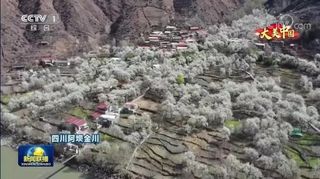 美出圈！金川梨花上《新闻联播》啦！