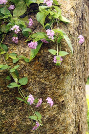 广州游记图片] 最美的入侵植物——马樱丹