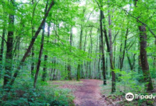 La Fageda d'en Jorda景点图片