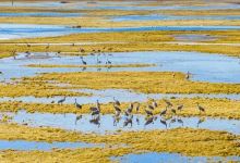 新疆巴音布鲁克国家级野生动物类型自然保护区景点图片