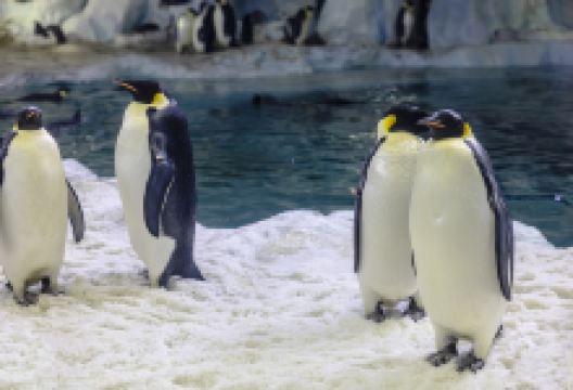 长隆海洋王国-企鹅馆景点图片