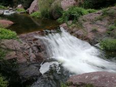 小沟背风景区-济源-大松树叶子