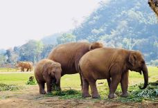 泰国大象自然保护公园-Kuet Chang-hiluoling