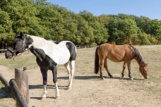 鲁朗花海牧场景区-林芝