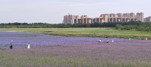 通辽薰衣草庄园旅行图片 5