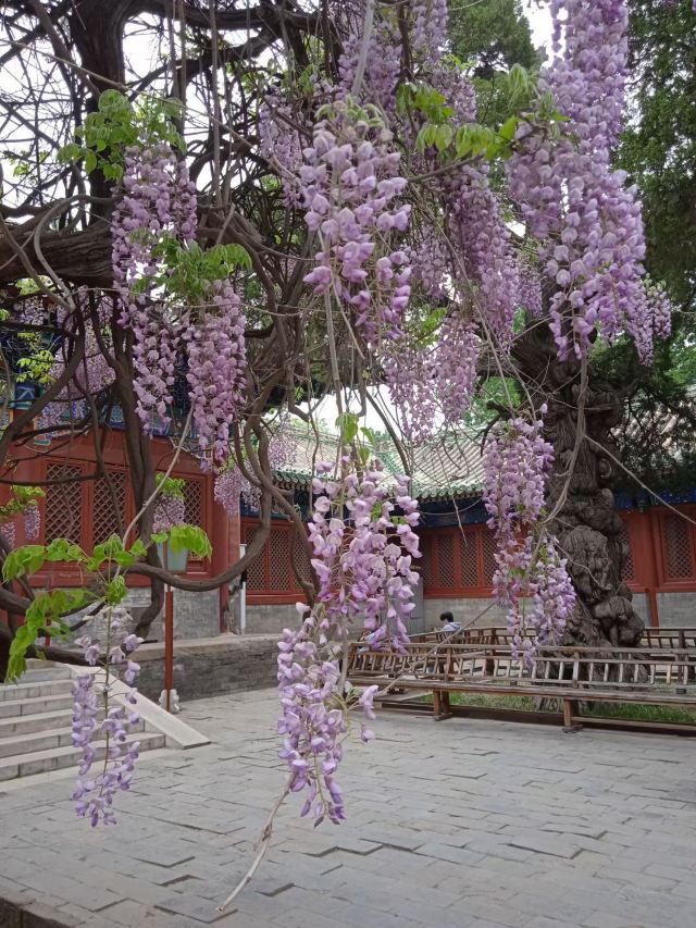 地坛公园旅行图片 3