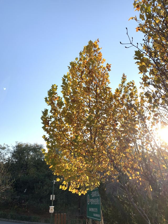 老山城市休闲公园旅行图片 3