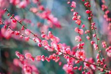 苏州中国花卉植物园-苏州