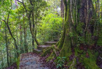 云南屏边大围山国家公园+滴水苗城一日【蒙自市区接送/纯玩】【精心用车安排~技术娴熟本地老司机】