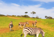 Phezulu Safari公园景点图片