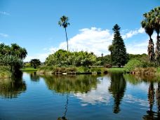 悉尼皇家植物园-悉尼-杨昊鑫