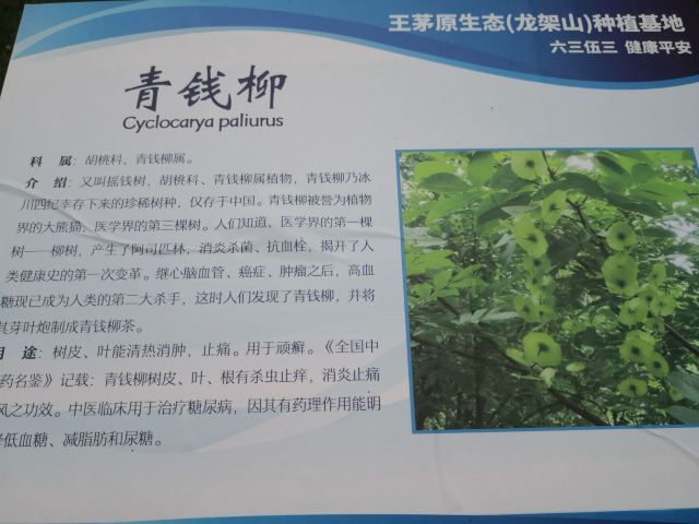 贵州龙架山国家森林公园旅行图片 6