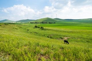 自驾七彩森林，寻找最美大草原16℃的夏天