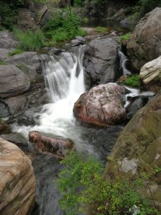小沟背风景区-济源-大松树叶子