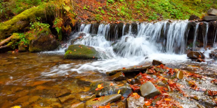 桫欏國家級自然保護區