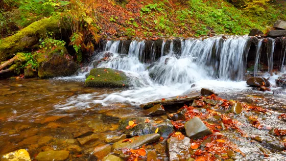 桫欏國家級自然保護區