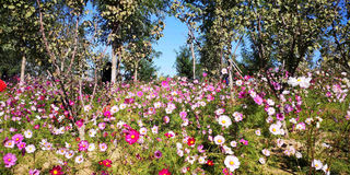 北京秋天 必去观赏的彩林红叶(小田木作品)