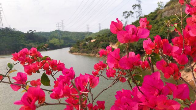 黄牛埔森林公园旅行图片 4