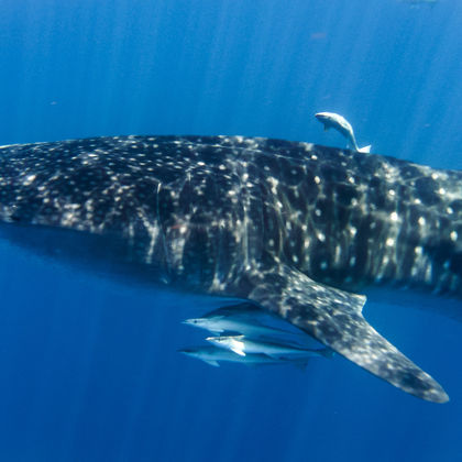菲律宾杜马盖地奥斯洛布鲸鲨观赏+墨宝沙丁鱼风暴浮潜一日游