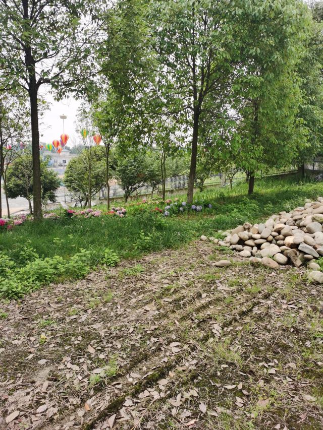 剑南春森林公园旅行图片 1