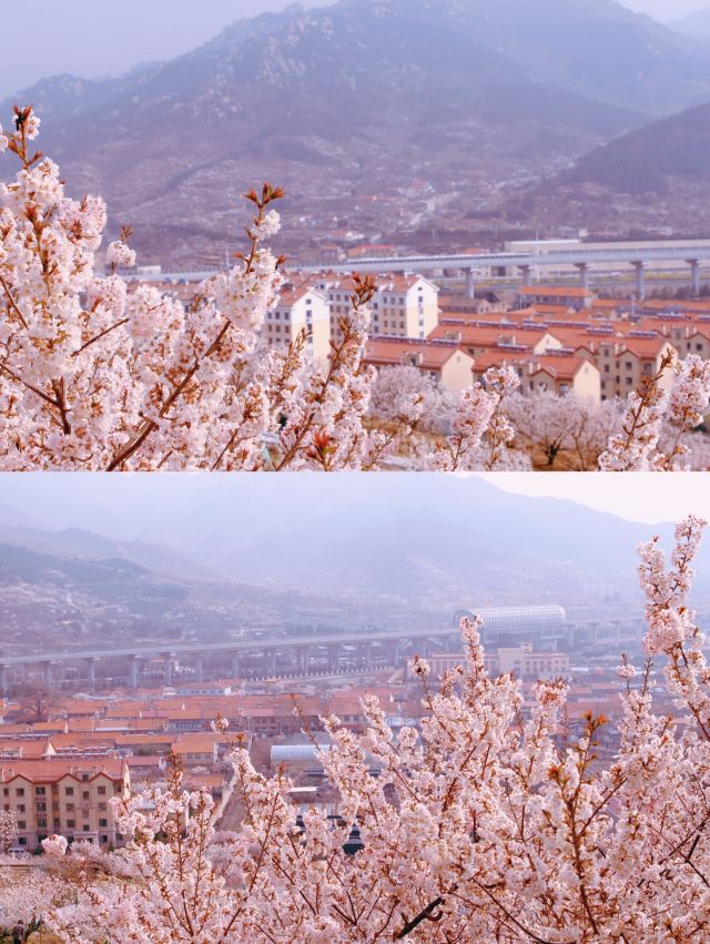崂山大崂樱桃谷旅行图片 9