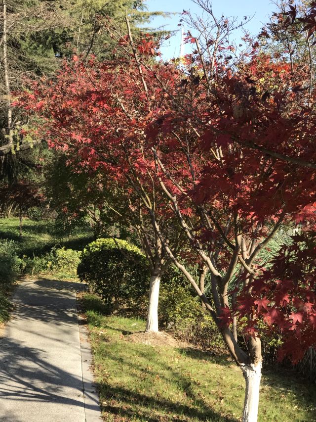 莘庄公园旅行图片 2