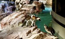新英格兰水族馆-波士顿-q****ky