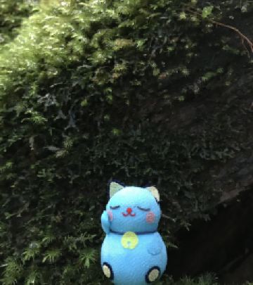 屋久岛町游记图文-五月  原始森林屋久岛－种子岛