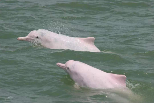 自驾广西寻找最美北部湾，走进中华白海豚之乡，遇见完美的日落