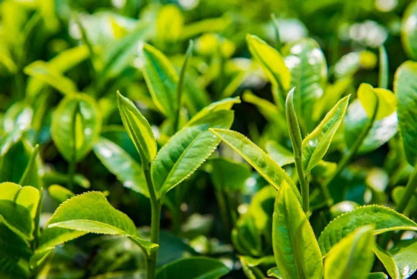 邀你来腾冲感受茶文化