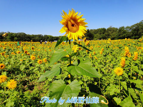 北陵公园一日游