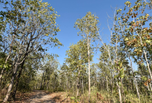 Petrified Wood Forest Park景点图片