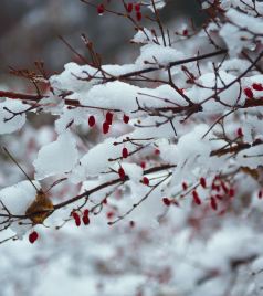 大栗树乡游记图文-“冬天来了，春天还会远吗？” 