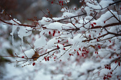 大栗树乡游记图片] “冬天来了，春天还会远吗？” 