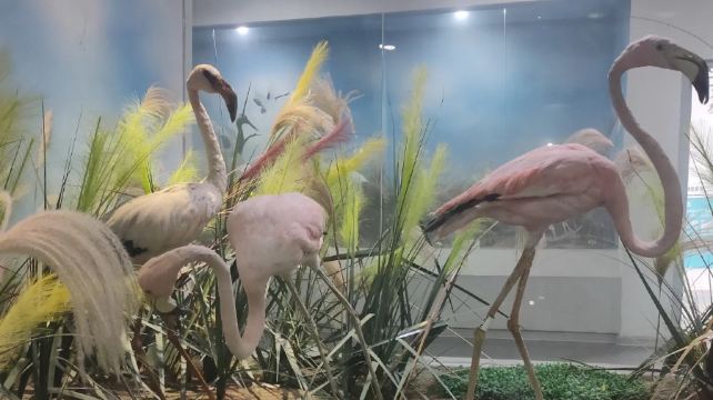 青岛滨海学院世界动物自然生态博物馆