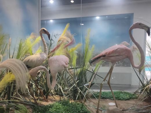 青岛滨海学院世界动物自然生态博物馆