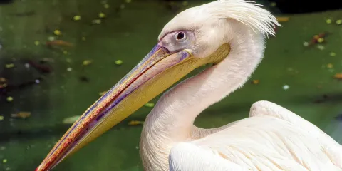 Arignar Anna Zoological Park