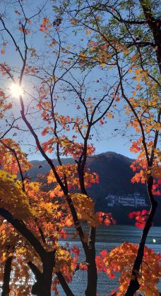 水杉大道-春川市-貓貓達