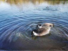 海德公园-伦敦-薄雾如沙