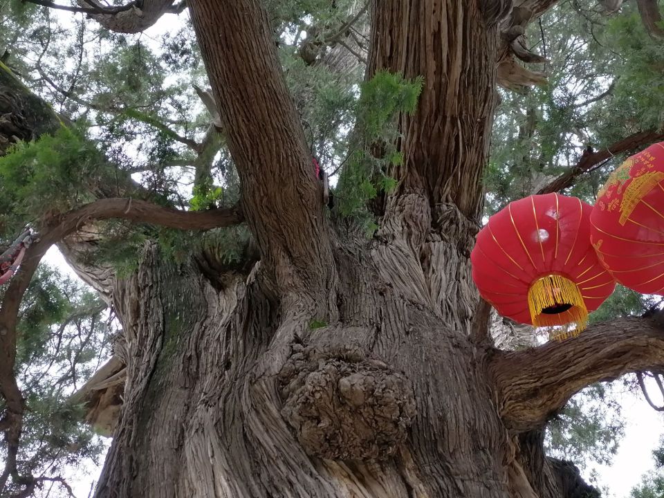 周柏