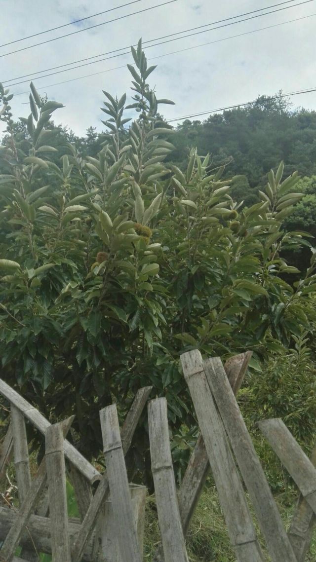 溪头村世界最佳旅游乡村旅行图片 1