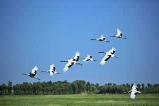 白城向海的精灵：额间一点相思红，艳压三千粉黛颜！