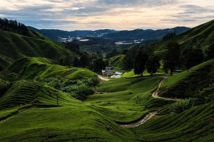 Cameron Highlands Brief Guide