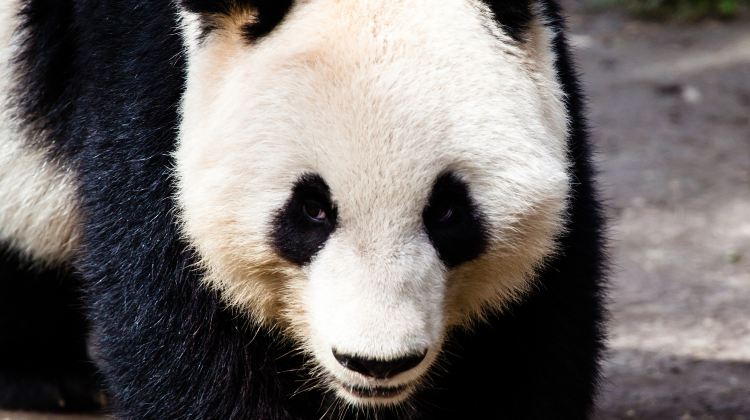 5D4N · Private Tours · Chengdu + Jiuzhaigou + Huanglong + Leshan + Mount Emei